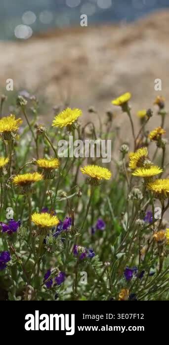 Yellow and purple wildflowers bloom under the sunny sky in torrevieja ...
