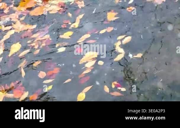 beautiful autumn leaves, fall season flora Stock Video Footage - Alamy