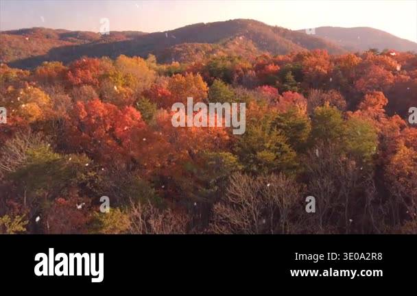 beautiful autumn landscape with trees Stock Video Footage - Alamy