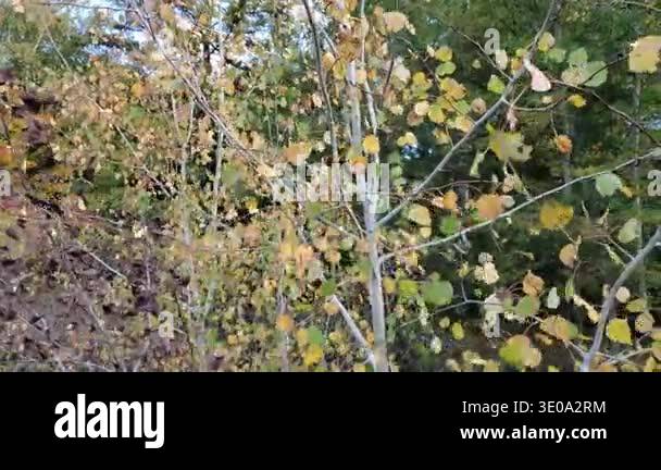 beautiful autumn leaves, fall season flora Stock Video Footage - Alamy