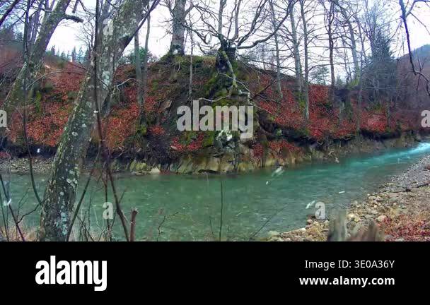 beautiful autumn landscape with trees and forest Stock Video Footage ...