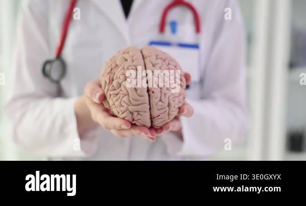 Anatomical model of the human brain in hands of a doctor. Cognitive ...