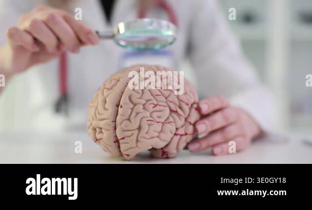 3D model of the human brain and a magnifying glass in the hands of ...