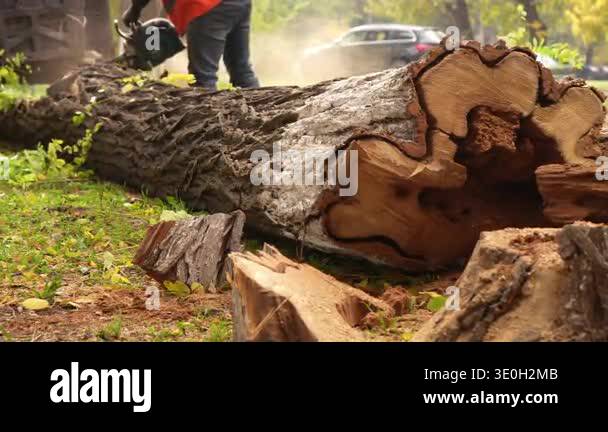 Arborist worker cutting large fallen tree trunk with chainsaw in city ...