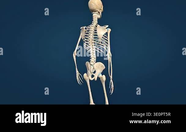 3d animation of human skeleton showing skull, spine, rib cage, pelvis ...