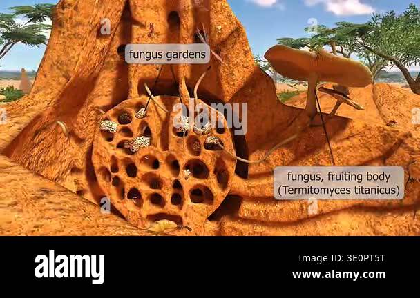 Termite Animation 3d animation of fungus cultivation in termite mound showing fungal ...