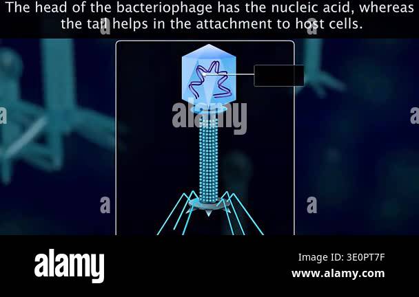 3d animation of bacteriophage structure showing head, tail, sheath ...