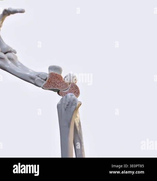 3d animation of hand biomechanics showing flexion and extension ...