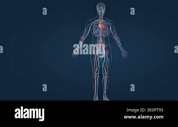 3d animation of human heart and circulatory system showing blood flow ...