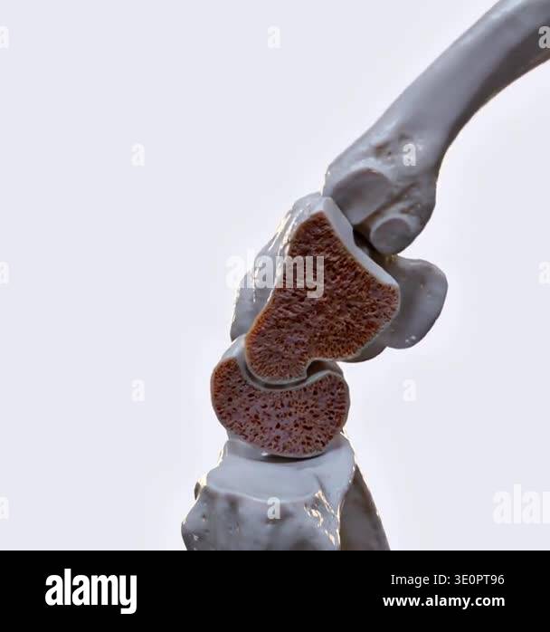 3d animation of hand biomechanics showing flexion and extension ...