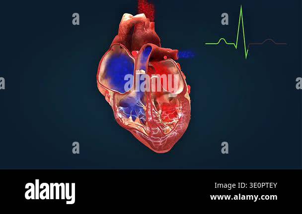 Human heart conduction system Stock Videos & Footage - HD and 4K Video ...