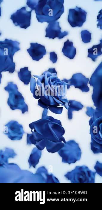 Small Blue Roses Falling 3D animation of elegant royal blue roses falling and floating in the ...