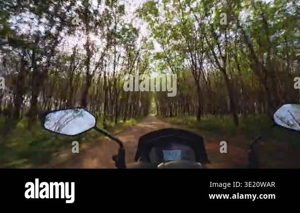 First Person Scooter Ride Through Dense Rubber Tree Plantation With ...
