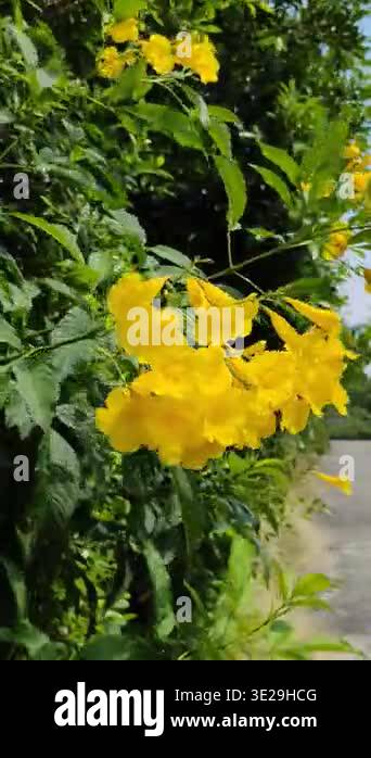 Yellow elder flowers blooming in the garden with bright sunlight and ...