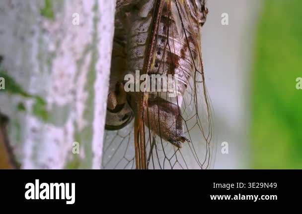 Close up macro shot of a cicada clinging to a tree trunk. Detailed view ...