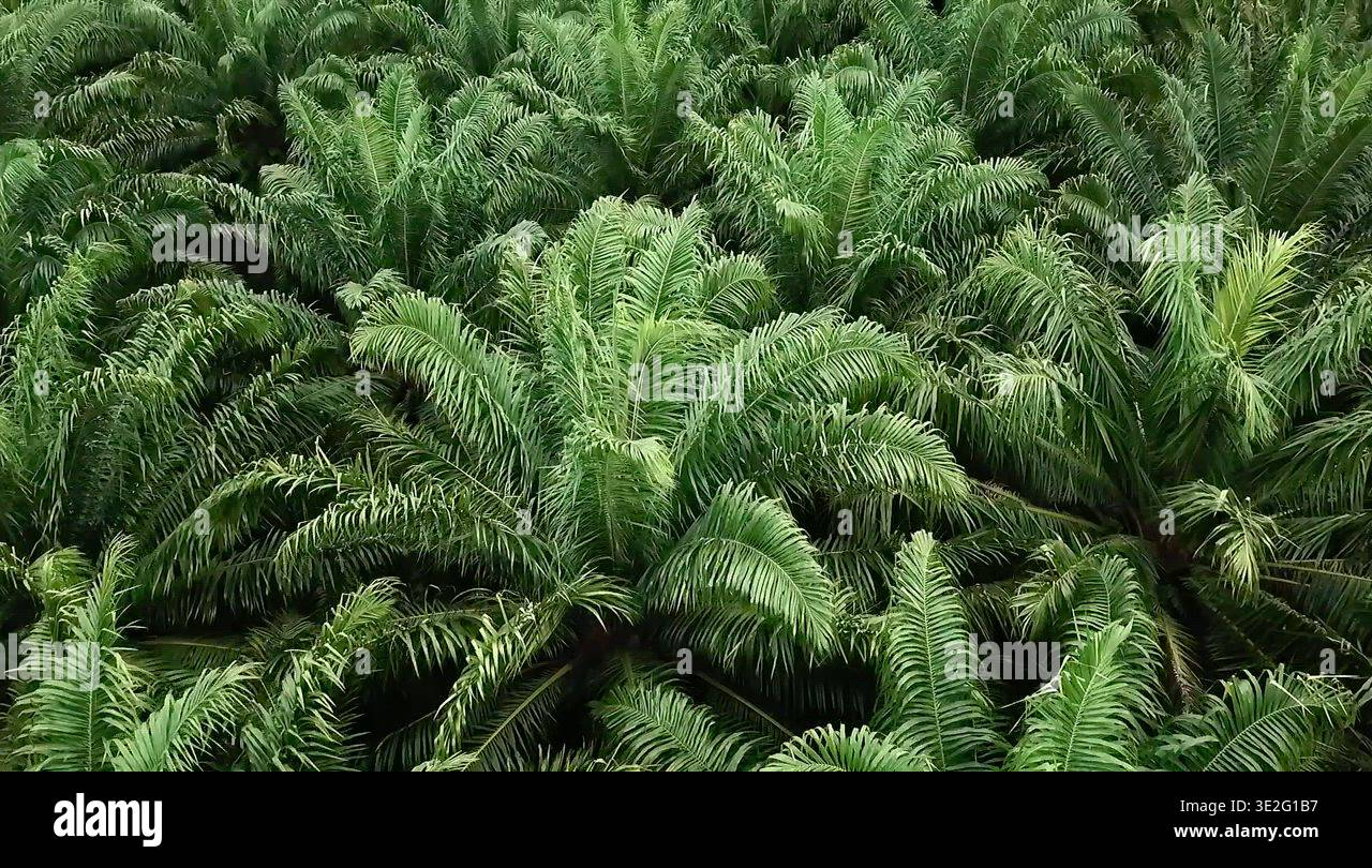 Palm oil plantation tropical Stock Videos & Footage - HD and 4K Video ...