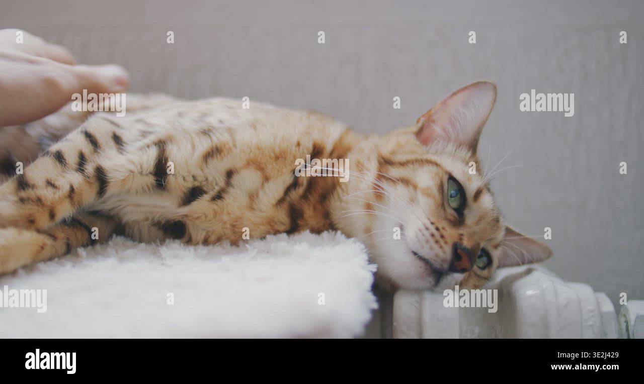 Sleepy Cat Enjoy Being Petted Stock Video Footage Alamy sleepy-cat-enjoy-being-petted-stock-video-footage-alamy