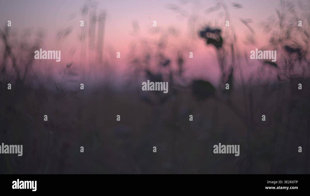 Meadow Summer Nature Grass Sunset Stock Video Footage Alamy meadow-summer-nature-grass-sunset-stock-video-footage-alamy