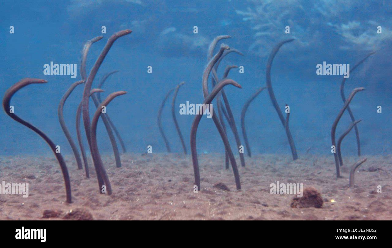 Gardon eels live in volcano ash reed sand Stock Video Footage - Alamy