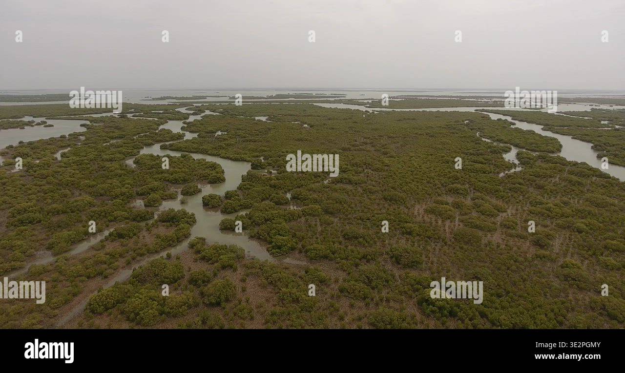 Mangrove Forest - Indus Delta, Pakistan Stock Video Footage - Alamy