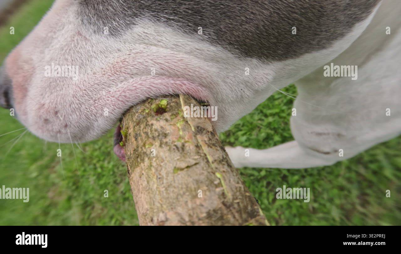 Dog Running With Wooden Stick Face Close-up Stock Video Footage - Alamy