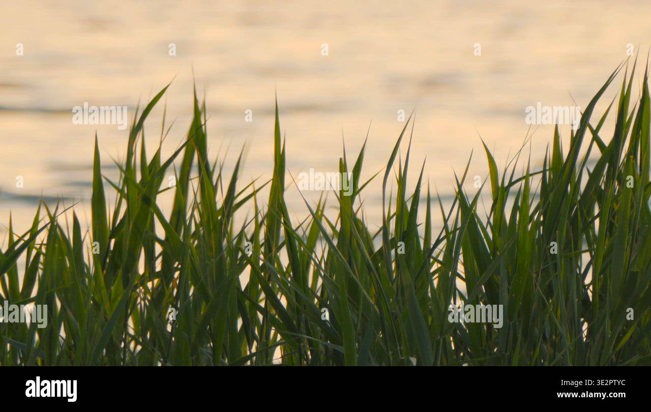 Water summer nature sunset grass Stock Video Footage - Alamy