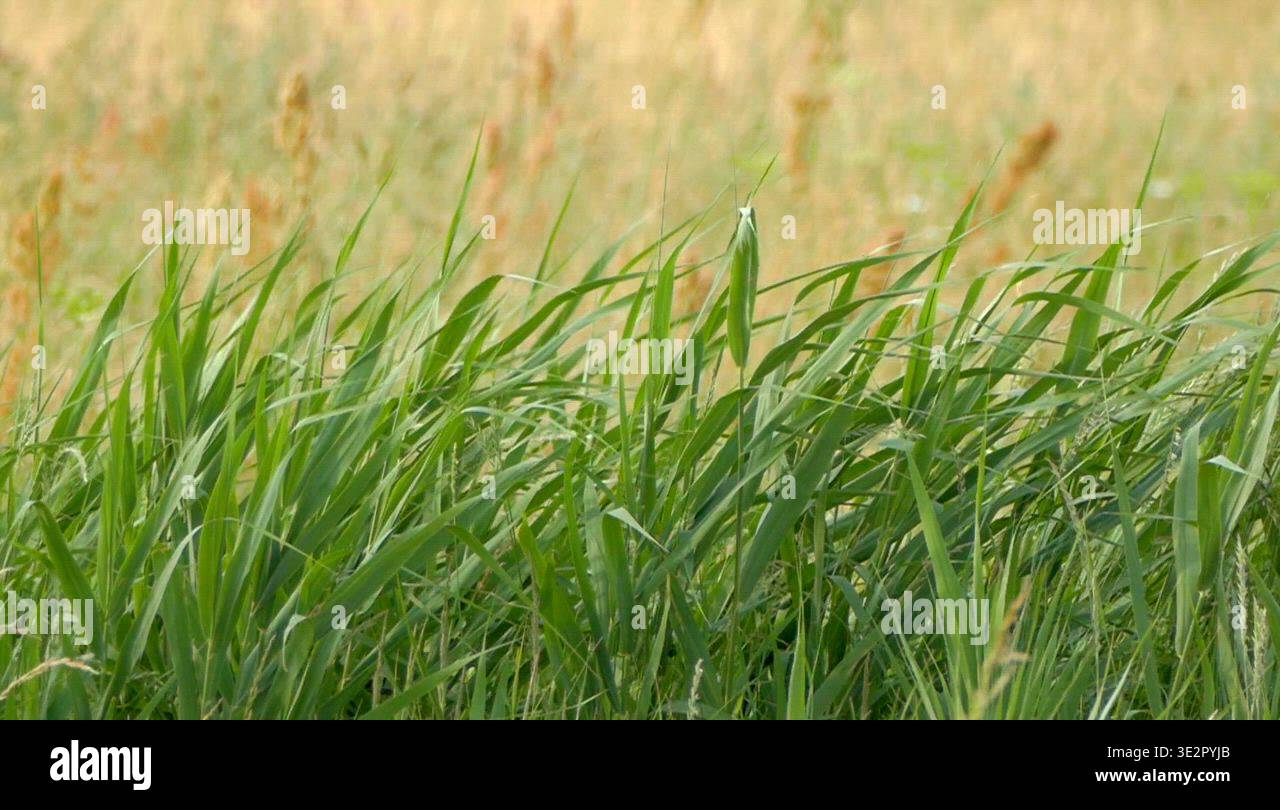 Summer Nature Meadow Field Grass Stock Video Footage Alamy summer-nature-meadow-field-grass-stock-video-footage-alamy
