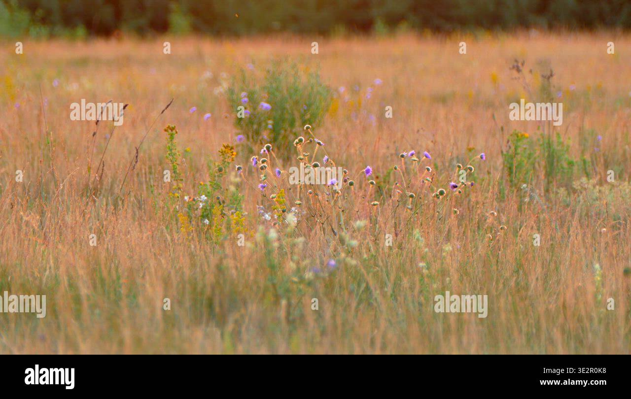 Summer Nature Meadow Field Flower Stock Video Footage Alamy summer-nature-meadow-field-flower-stock-video-footage-alamy