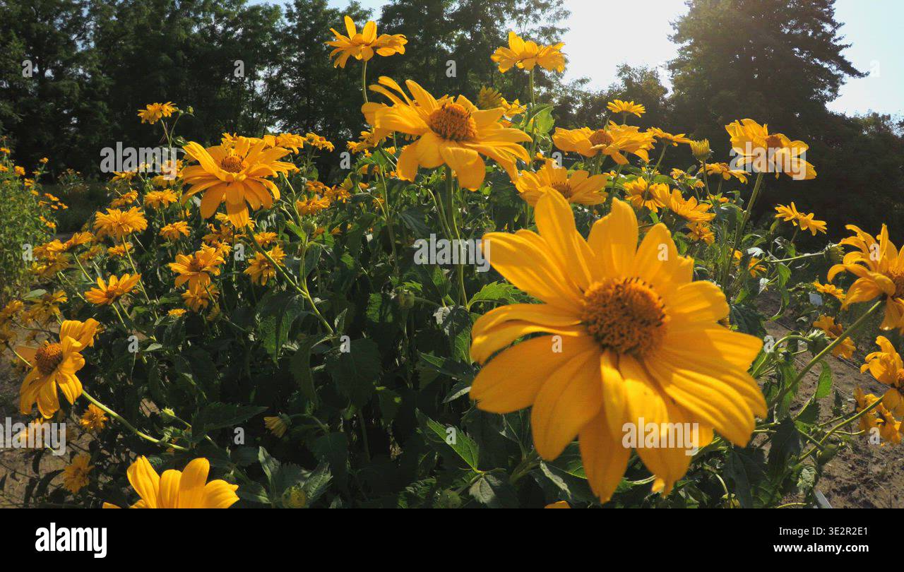 Summer Nature Garden Daisy Flower Stock Video Footage Alamy summer-nature-garden-daisy-flower-stock-video-footage-alamy