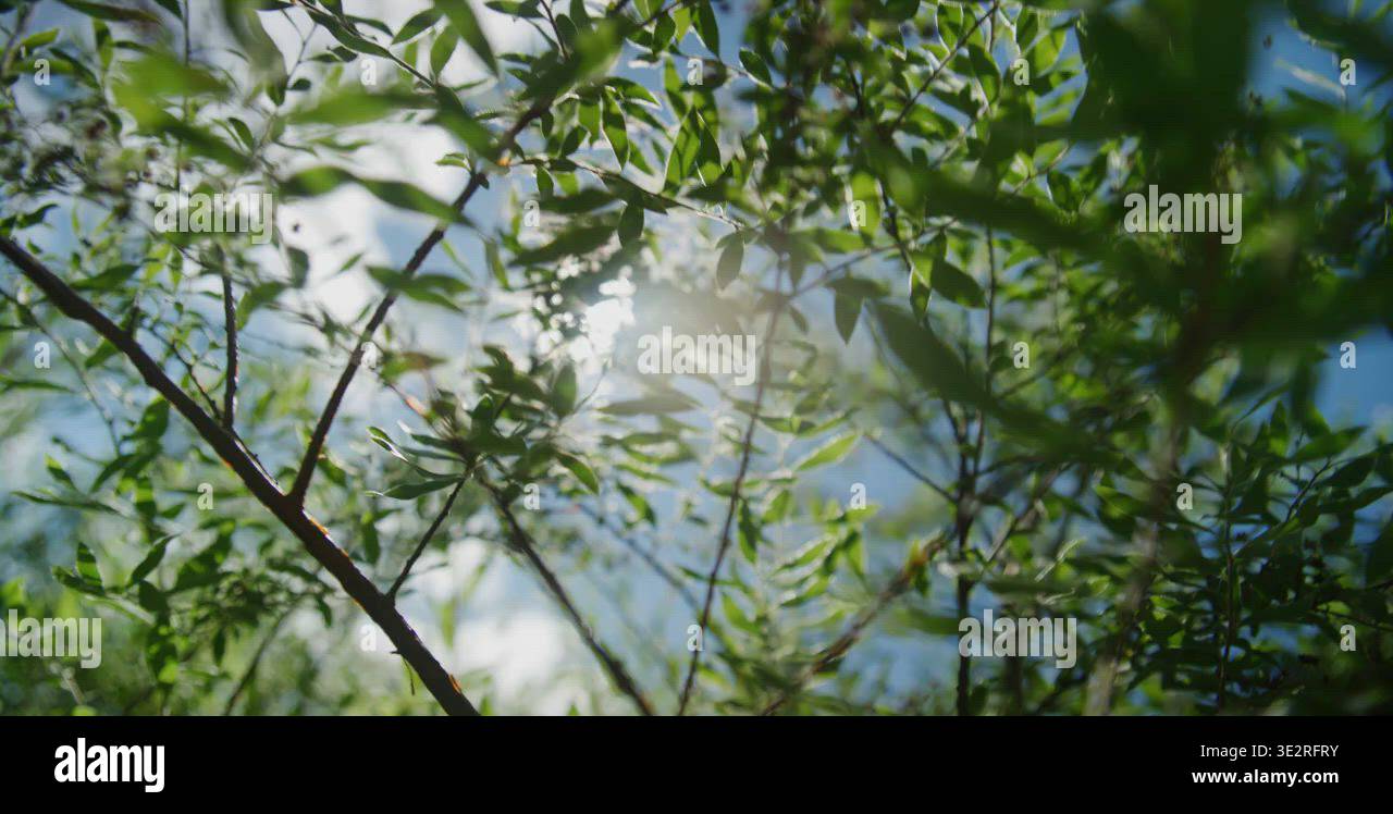 Sunlight Rays Through The Summer Branches Of A Tree Stock Video Footage ...