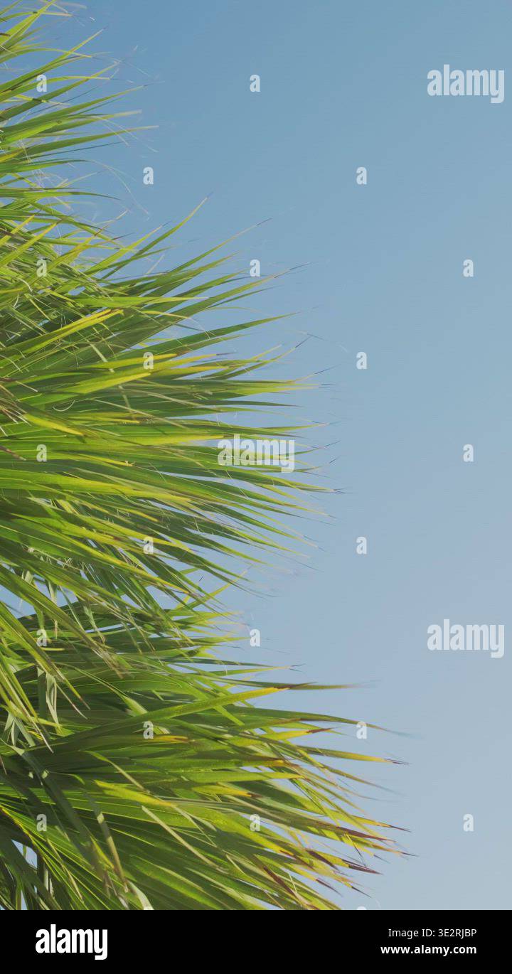 Tropical Palm Tree Foliage and Blue Summer Sky Stock Video Footage - Alamy