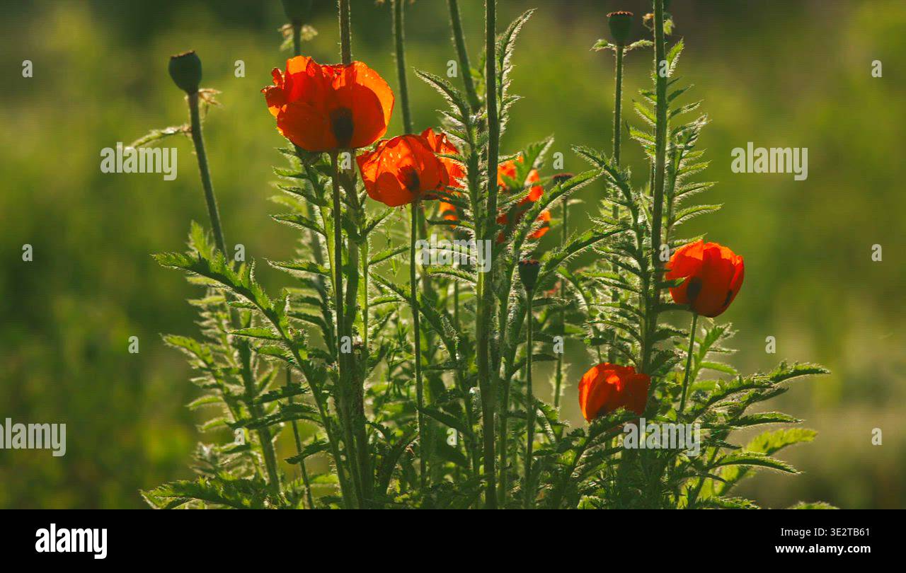 Summer Nature Red Poppy Flowers Stock Video Footage Alamy summer-nature-red-poppy-flowers-stock-video-footage-alamy