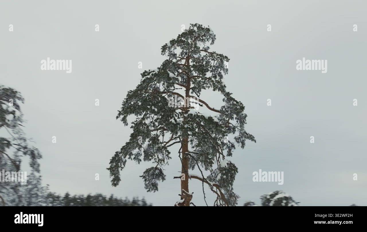 Orbiting around pine tree Stock Video Footage - Alamy