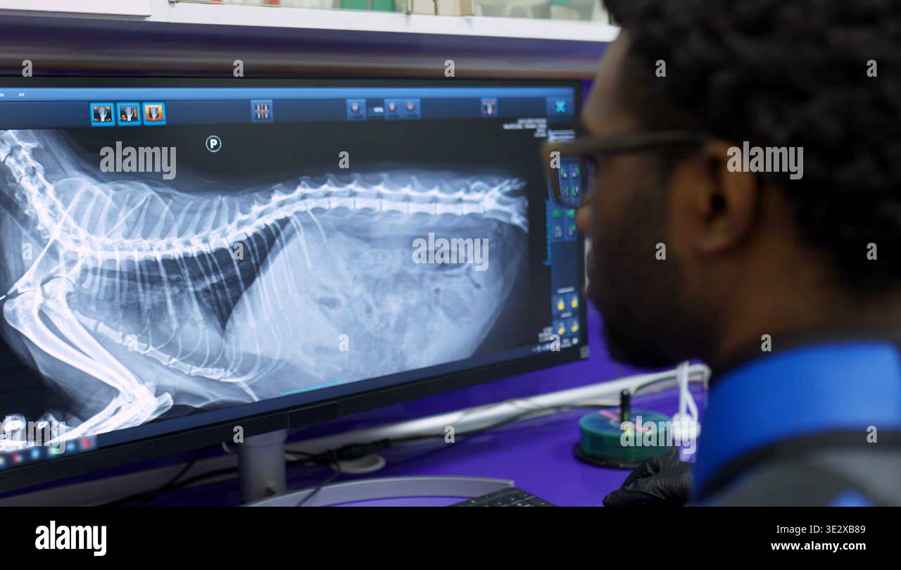 Vet doctor watching cat skeleton on monitor of medical equipment Stock ...