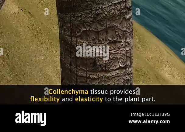 3d animation of collenchyma cells and tissue showing uneven thick walls ...
