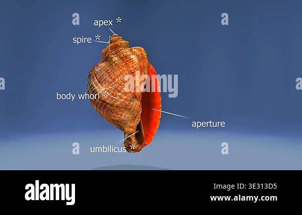 Anatomy of the snail Stock Videos & Footage - HD and 4K Video Clips - Alamy