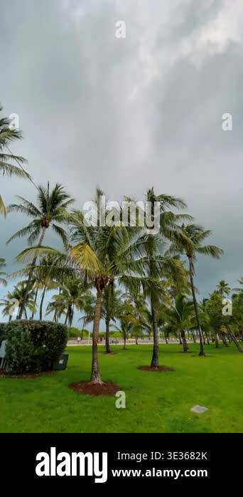 Tall palm trees in green park under cloudy sky. Group of tropical palm ...
