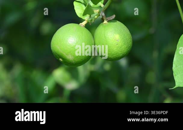 Green Key lime growing on tree branch. Its common name is West Indian ...