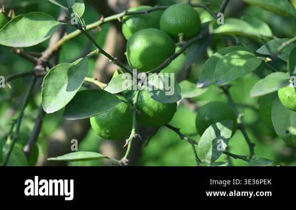 Green Key lime growing on tree branch. Its common name is West Indian ...