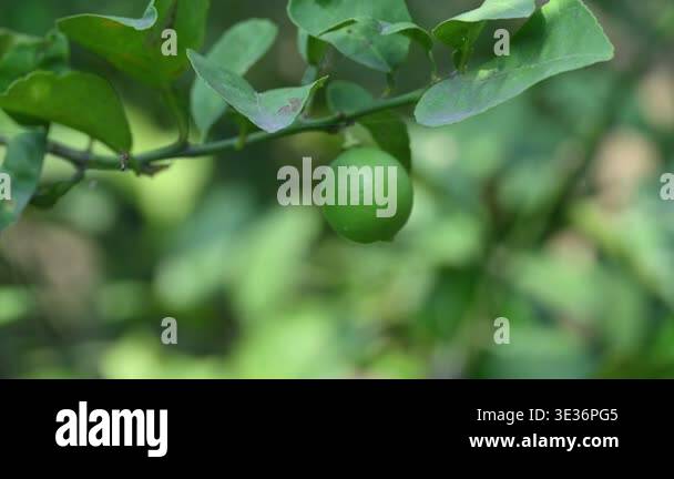 Green Key lime growing on tree branch. Its common name is West Indian ...