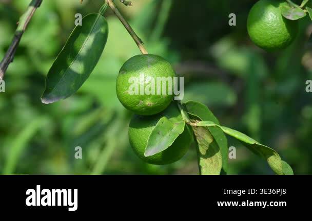Green Key lime growing on tree branch. Its common name is West Indian ...