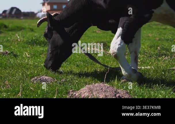 Black and white Holstein cow grazes peacefully in a lush green field on ...