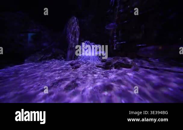 Translucent sea anemone in Spain anchors on sandy tank floor as ...