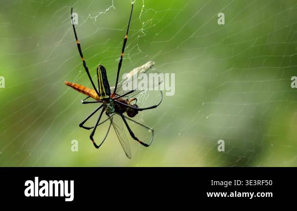 TitleA closeup real-time wildlife video shows a giant golden orb weaver ...