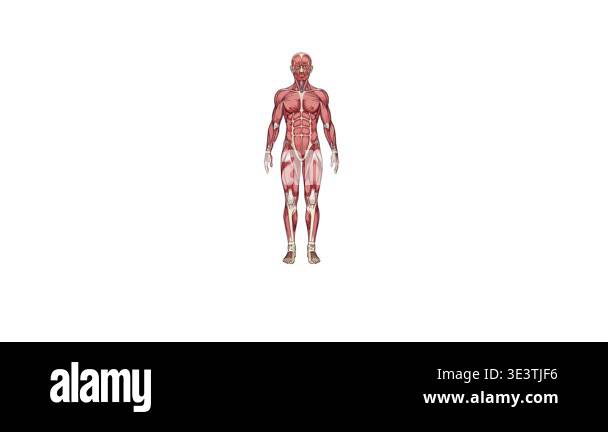 A detailed 3D rendering of the human muscular system, showcasing the ...