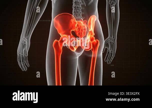 A detailed 3D animation showcasing the human skeletal system, focusing ...