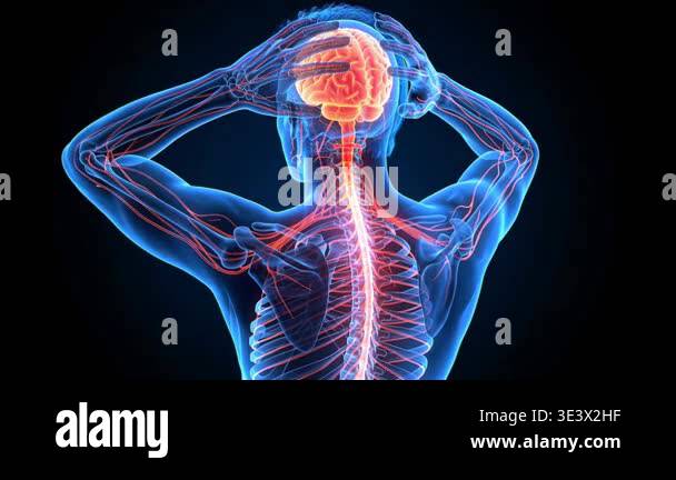 A detailed 3D medical animation showcasing the human nervous system ...