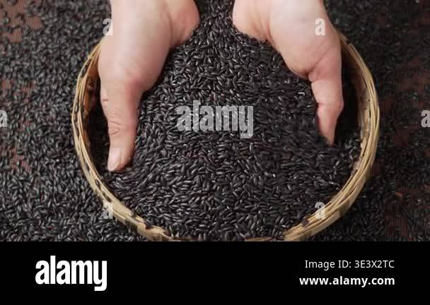 Embroils Rice Hands scooping uncooked black rice from a bamboo sieve, representing ...