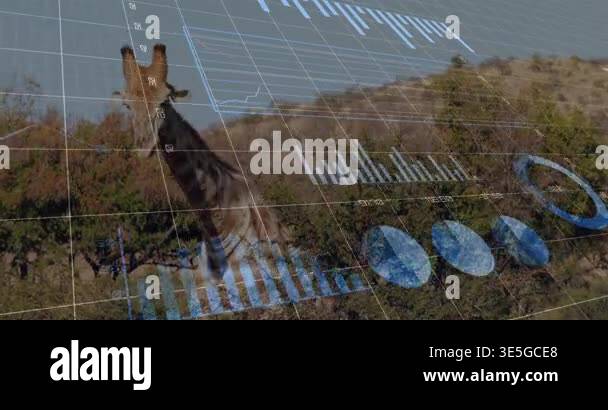 Giraffe reaching chewing leaves among shrubs, overlay showing grid ...
