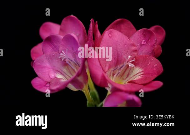 Close-up 4K video of a blooming pink freesia branch with several open ...